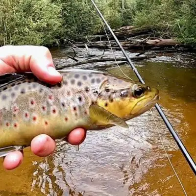 trout caught in river held up focused on tackle used