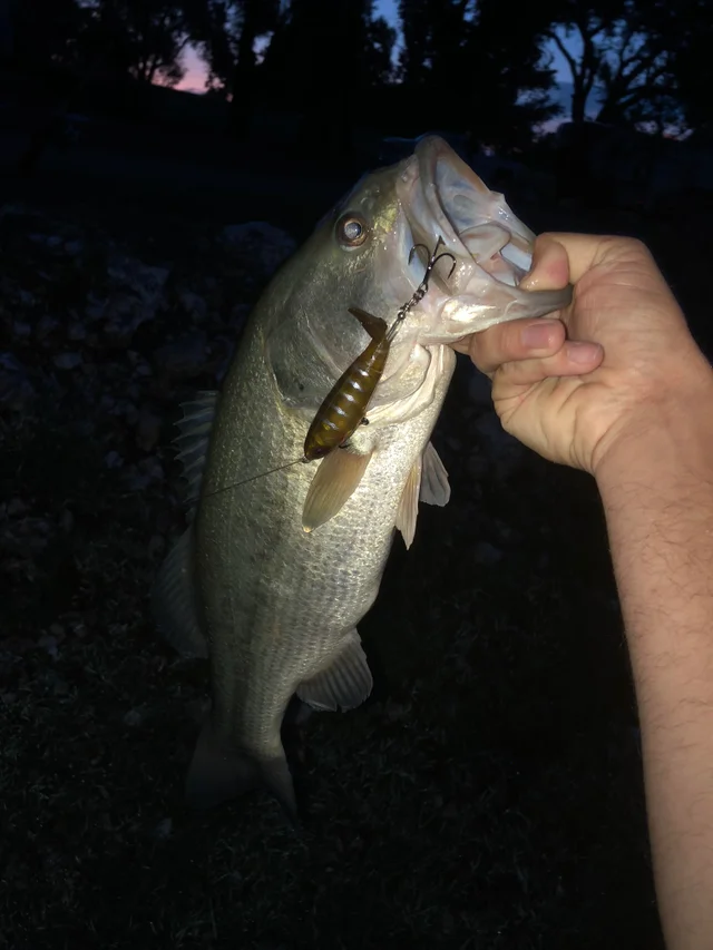 How to Fish for Bass at Night Tips 1