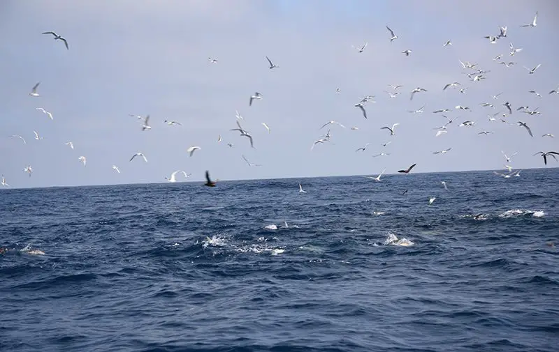 birds diving can indicate tuna are chasing a bait ball