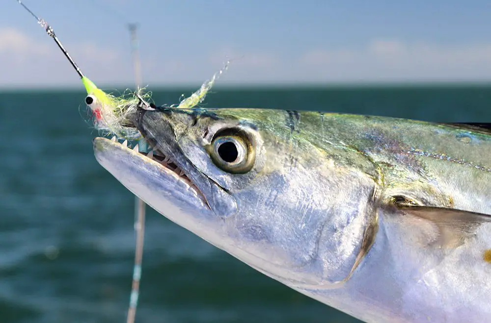 fly fishing for mackerel