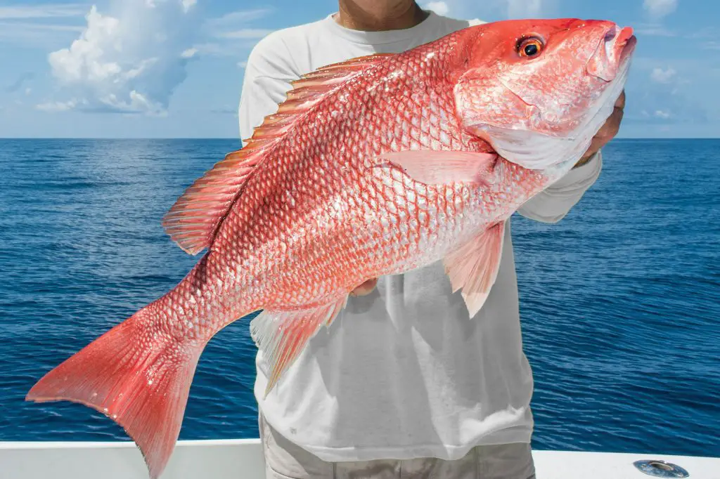 Florida red snapper
