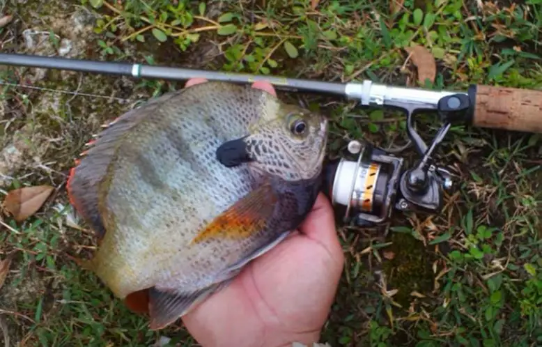 tilapia spinning rod and reel combo