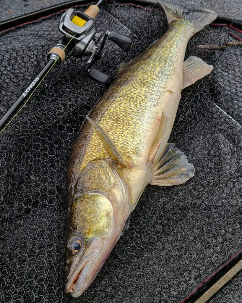 Shimano Bantam Baitcaster Reel in Use