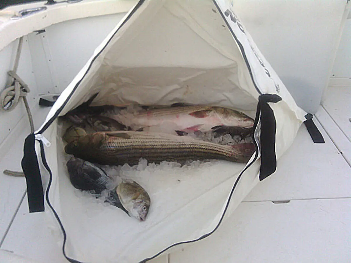 Canyon Fish Bag Full of Striped Bass