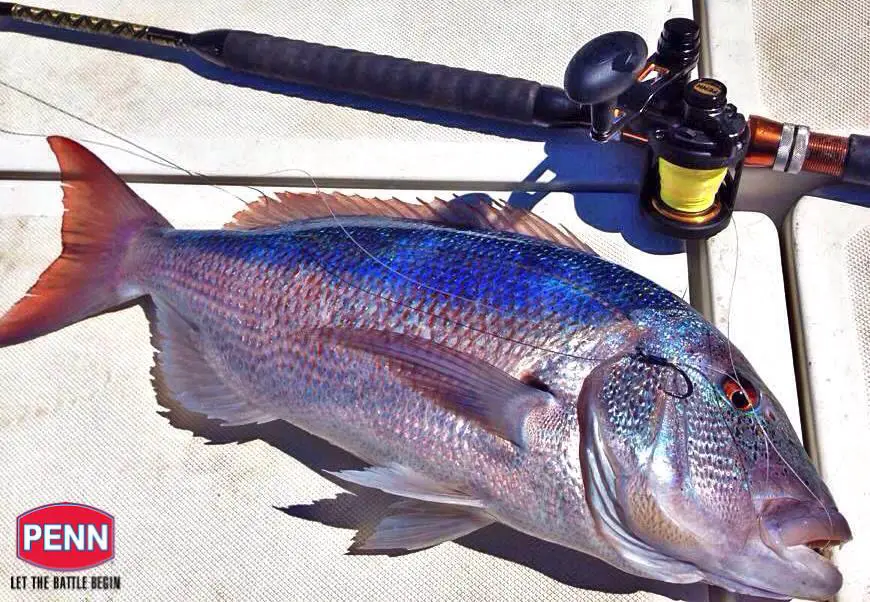 penn fathom catching a snapper