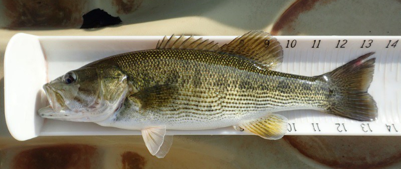 Altamaha Bass 