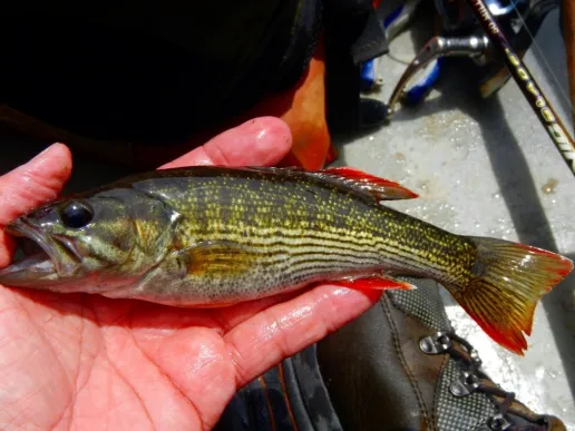 Chattahoochee River Bass