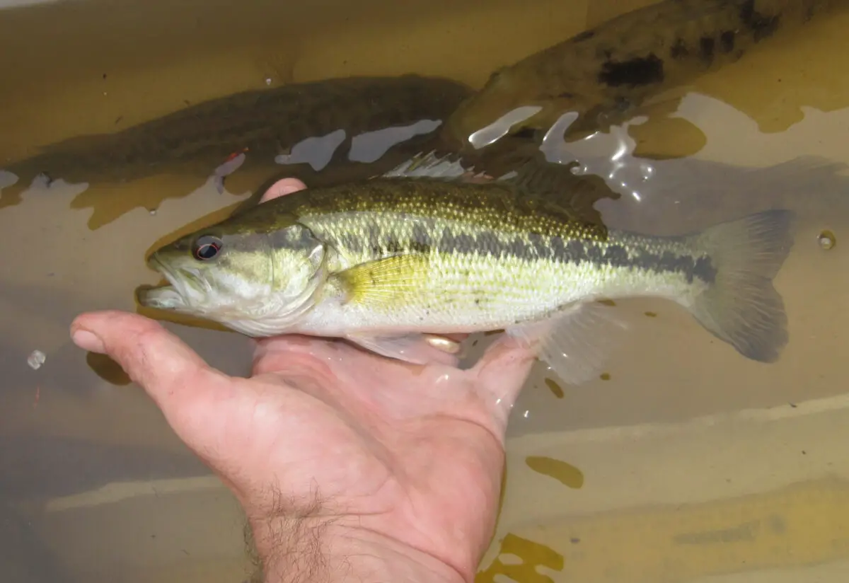 Choctaw Bass 