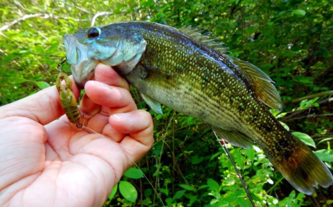 Tallapoosa Bass 