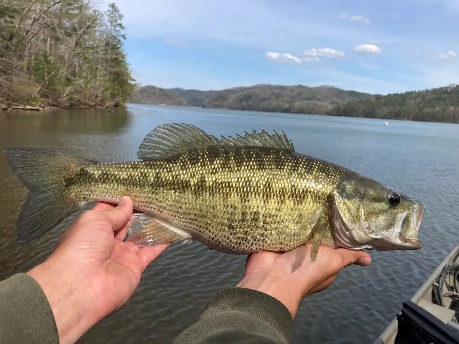 Caught Alabama Bass held up