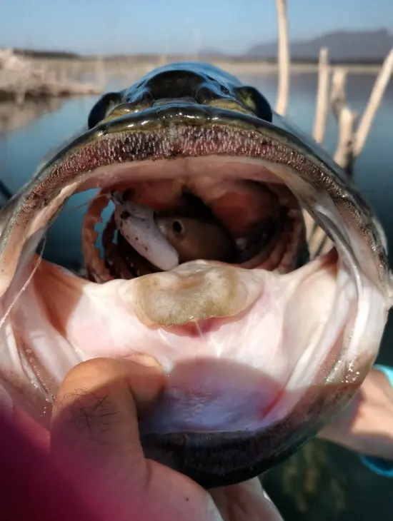 bass teeth