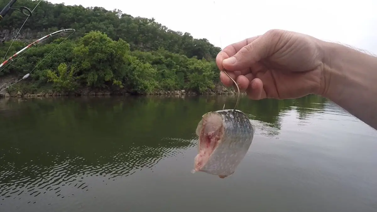 catfish cut bait