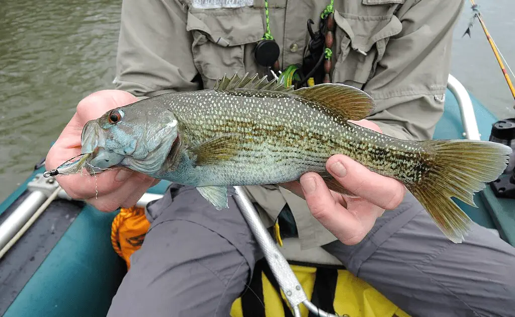 Redeye Bass from Irvine Lake