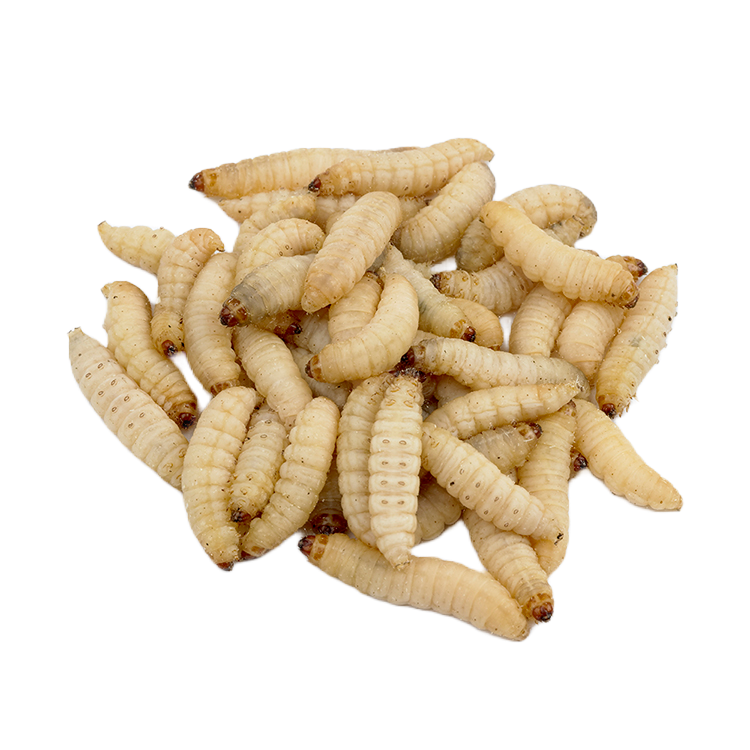 wax worms