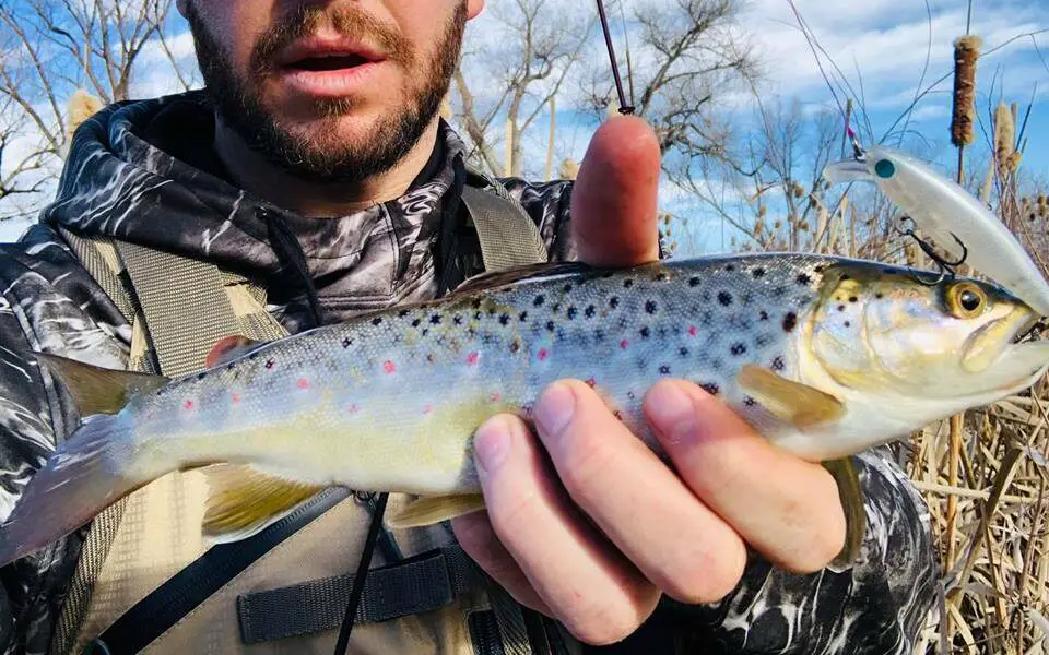 dynamic lures in a trouts mouth