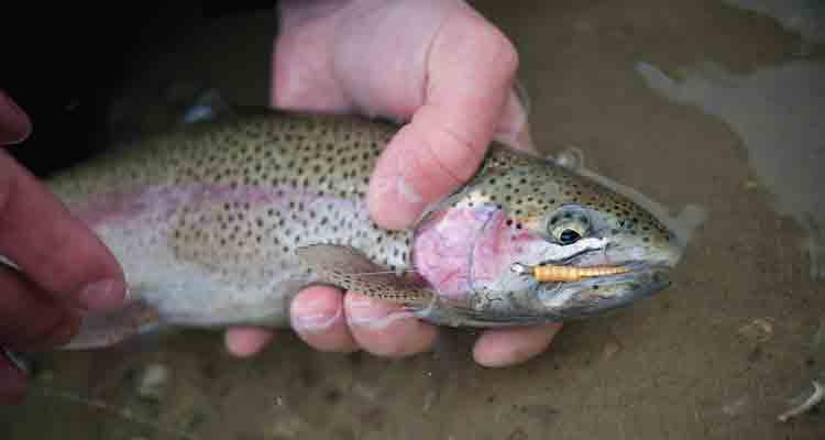 Leland Lures Trout Magnet