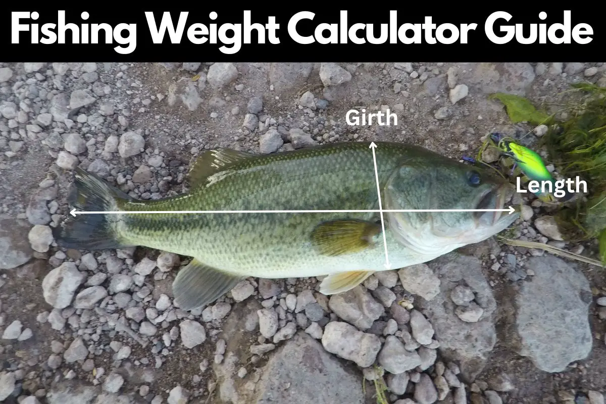 Fish Size to Weight Calculator [Bass, Pike, Trout] 1